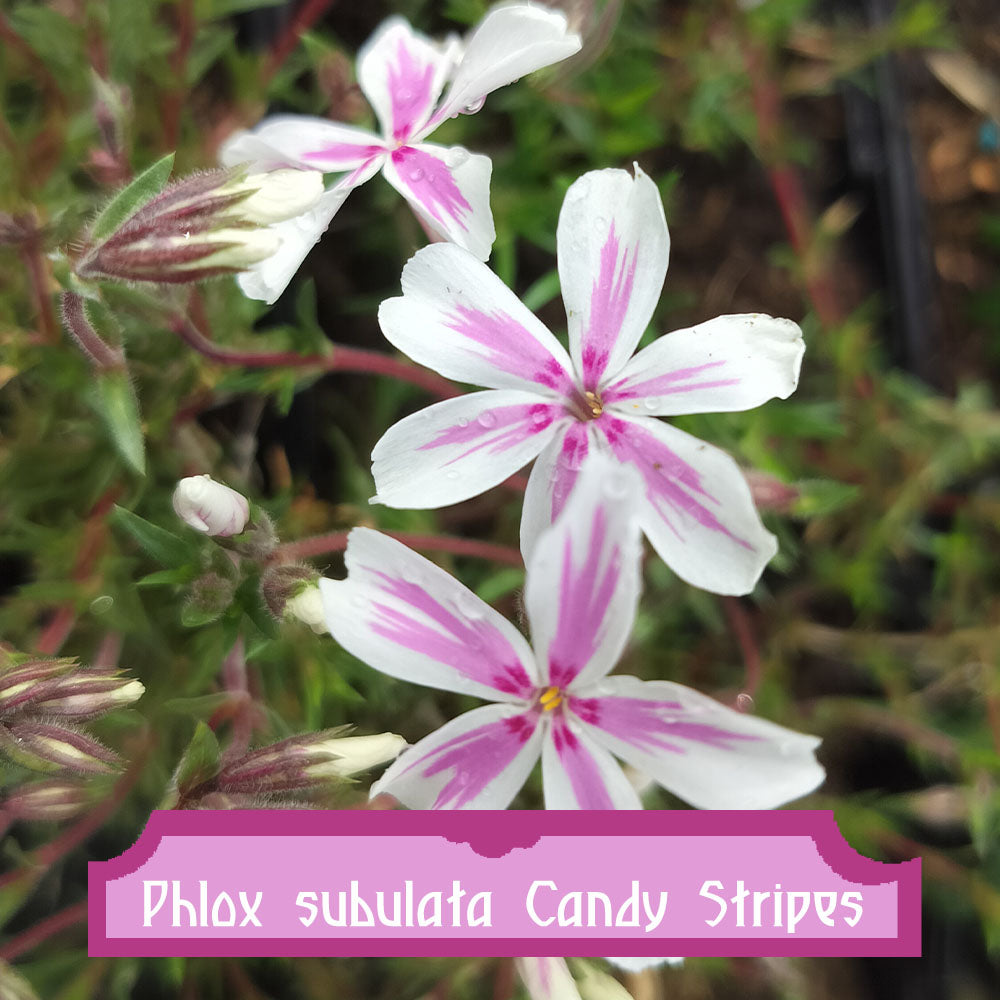 Phlox subulata Candy Stripes