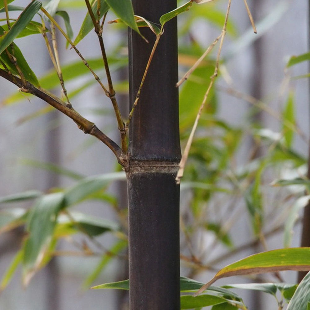 Phyllostachys nigra 'Punctata'