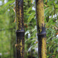 Phyllostachys nigra 'Punctata'