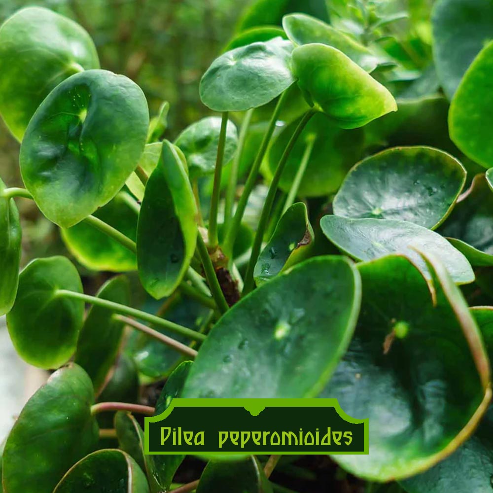 Pilea peperomioides