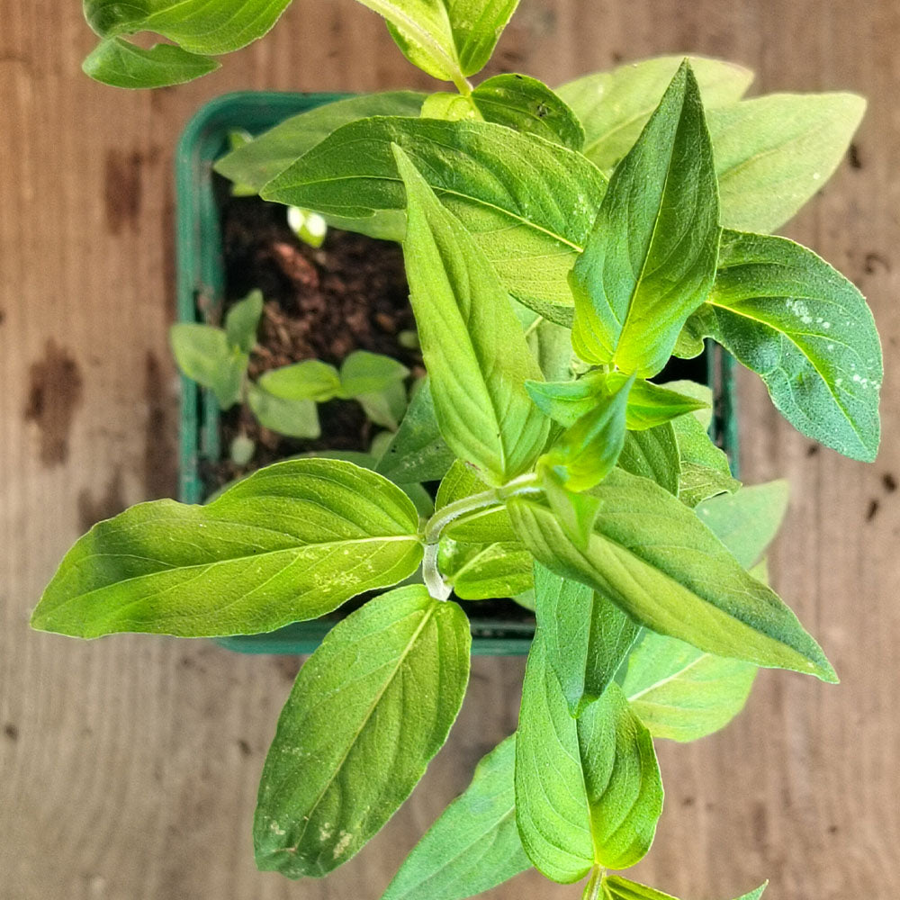 Pycnanthemum verticillatum 