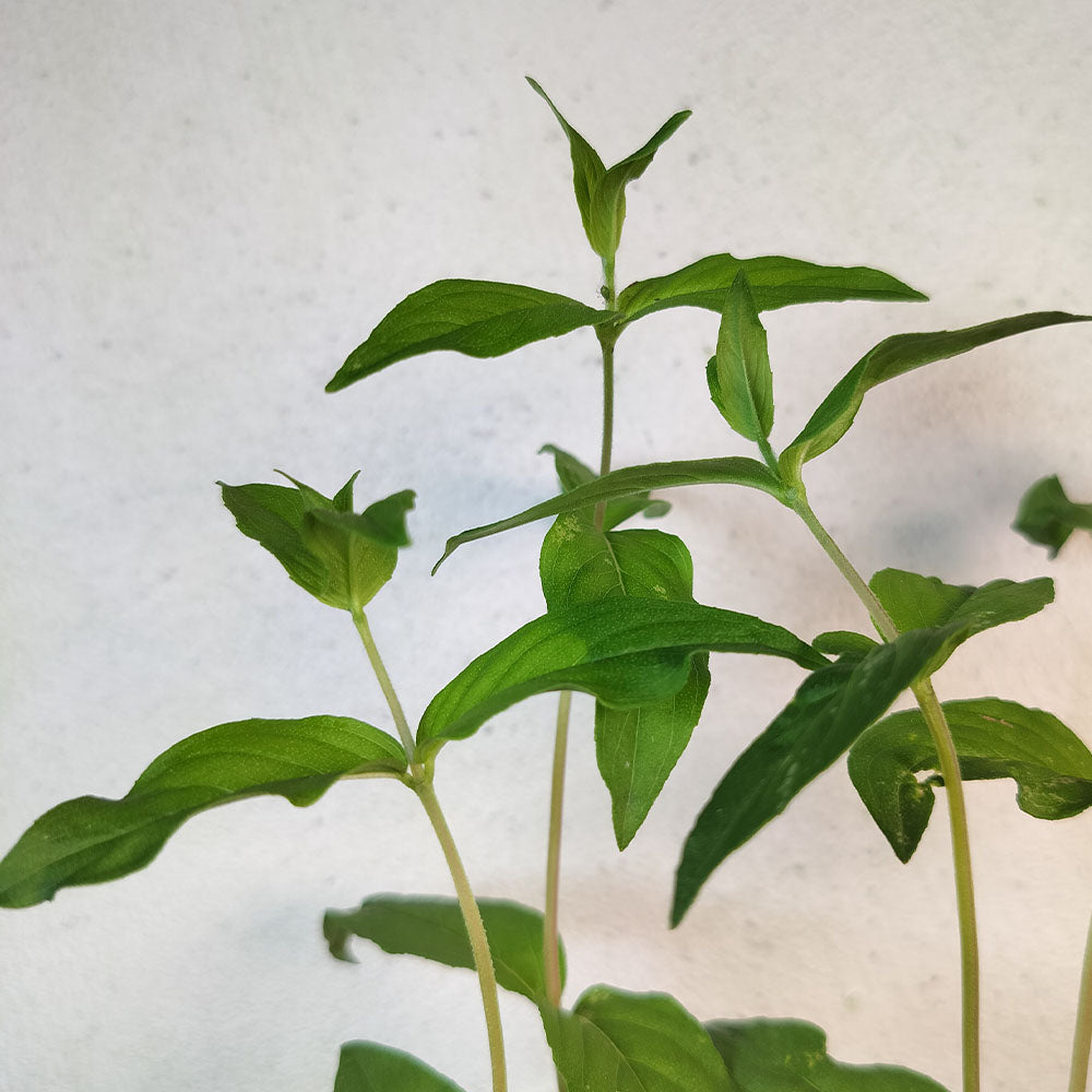 Pycnanthemum verticillatum 