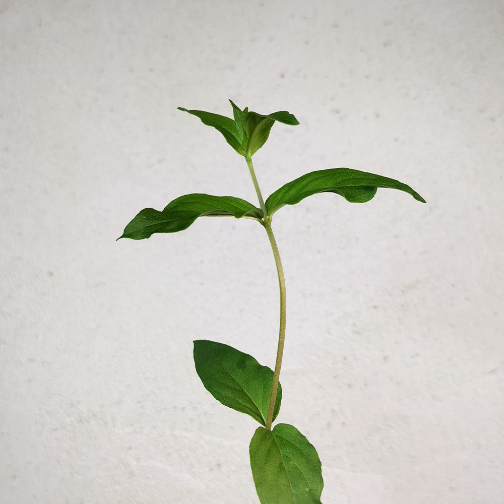 Pycnanthemum verticillatum 