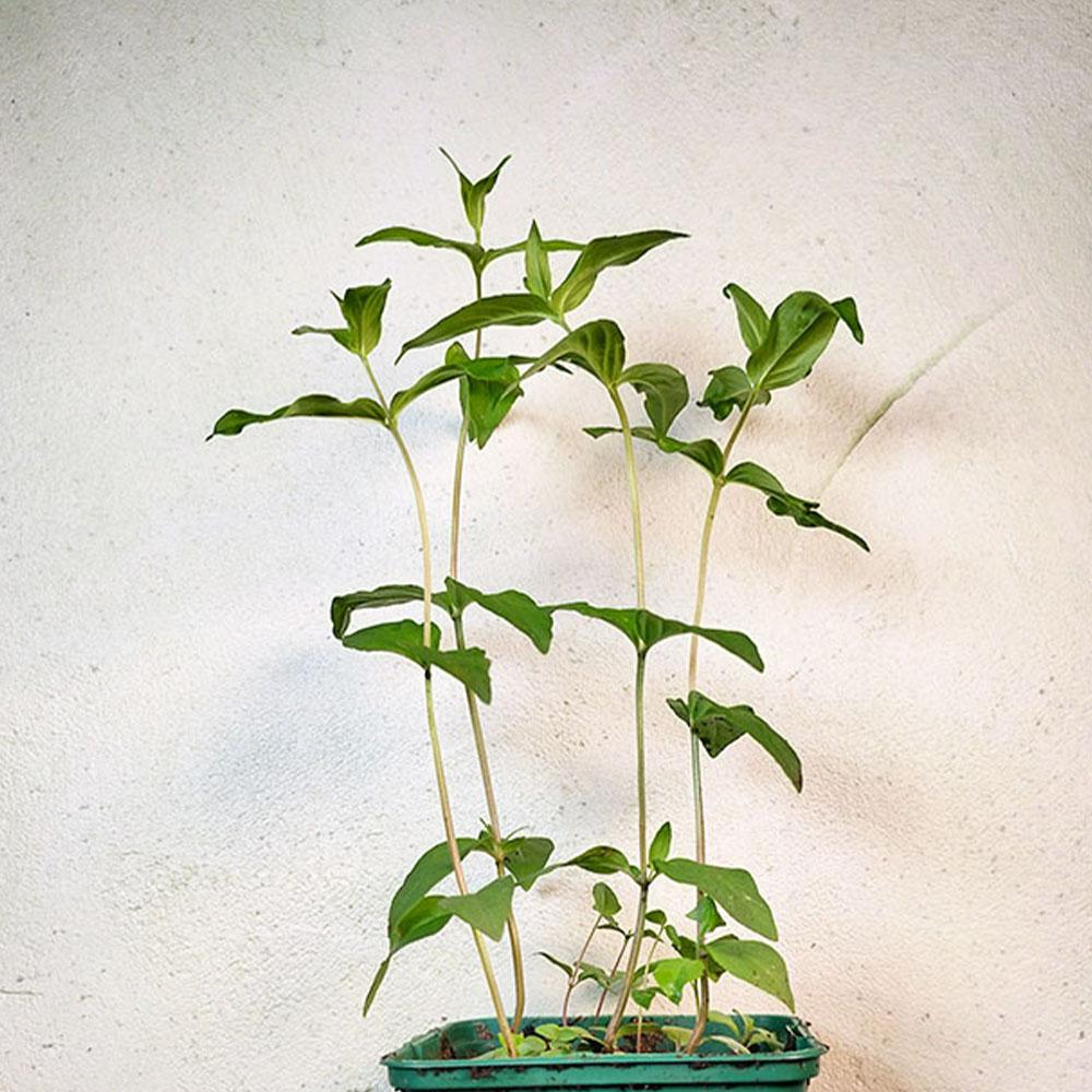 Pycnanthemum verticillatum 