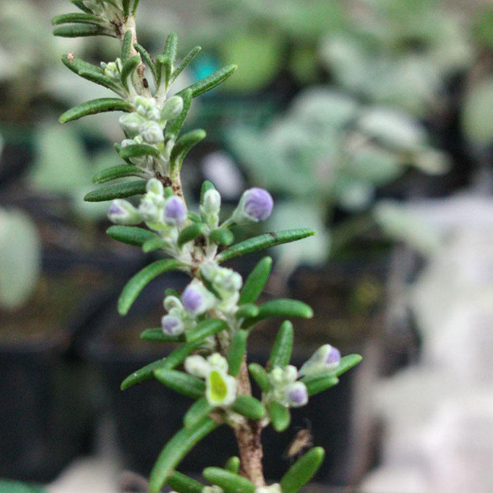 Rosmarinus officinalis