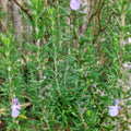Rosmarinus officinalis romarin