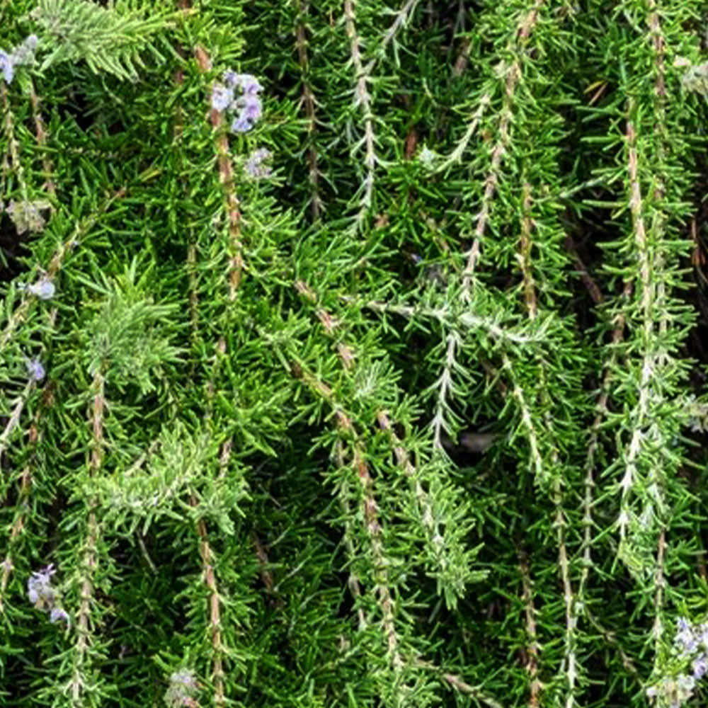 Rosmarinus officinalis 'Repens'