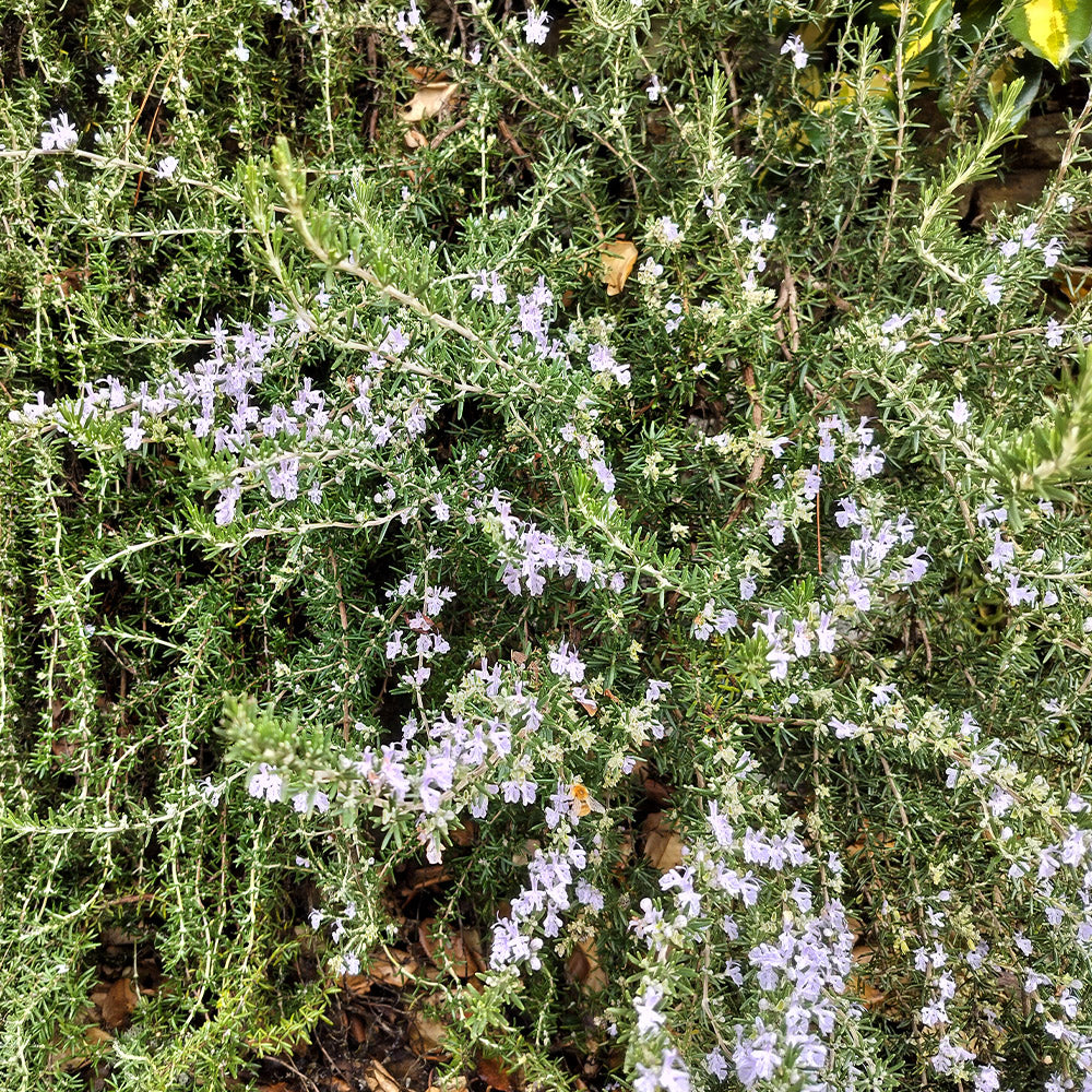 Rosmarinus officinalis 'Repens'