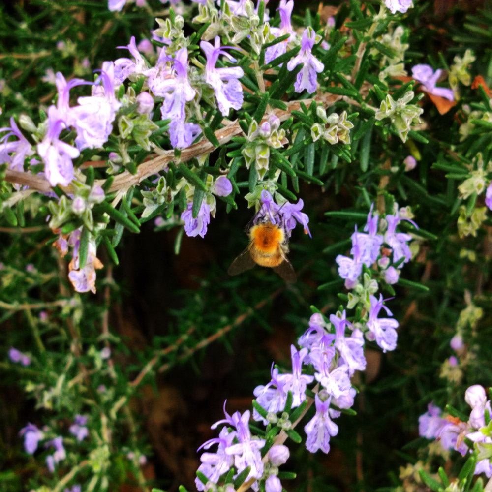 Rosmarinus officinalis 'Repens'