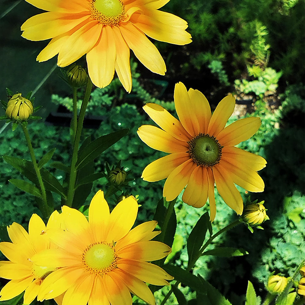 Rudbeckia hirta 'Prairie Sun' 