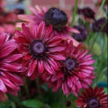 Rudbeckia Cherry Brandy