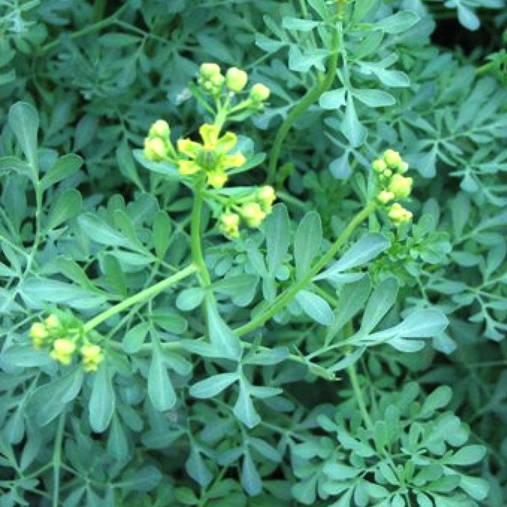 Trasa graveolens - Rue officinale 