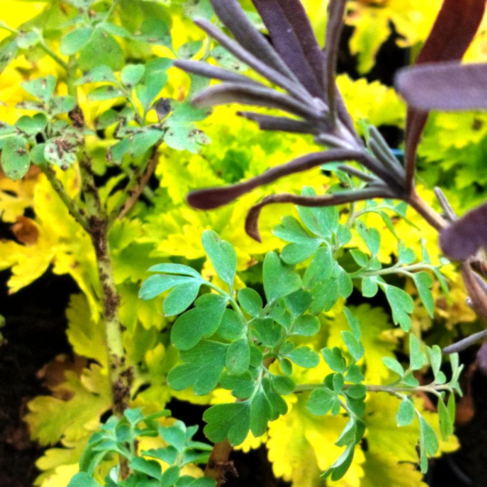 Trasa graveolens - Rue officinale 