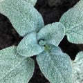 Salvia officinalis 'Bergartten'