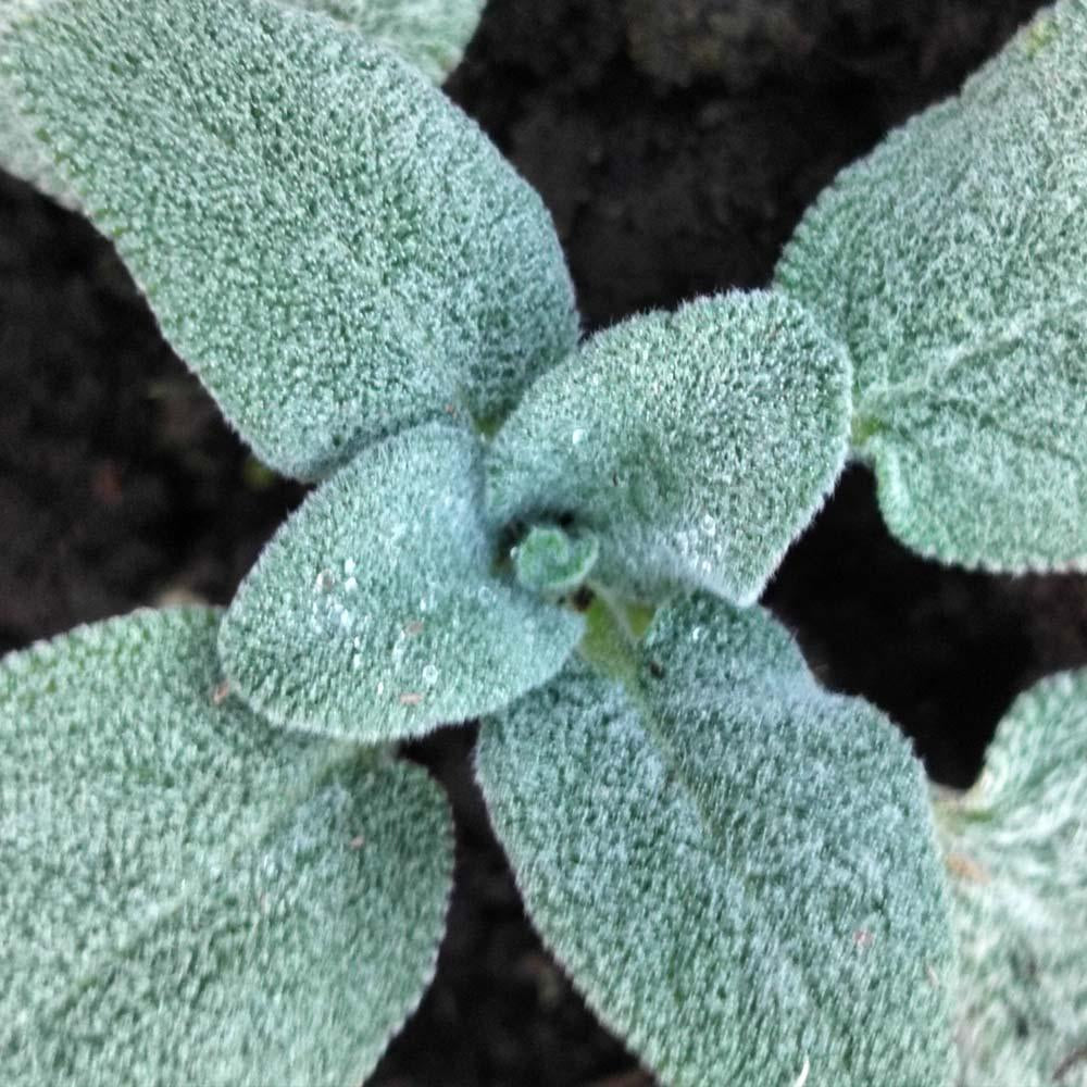 Salvia officinalis 'Bergartten'