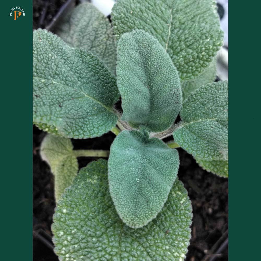 Salvia officinalis 'Bergartten' 