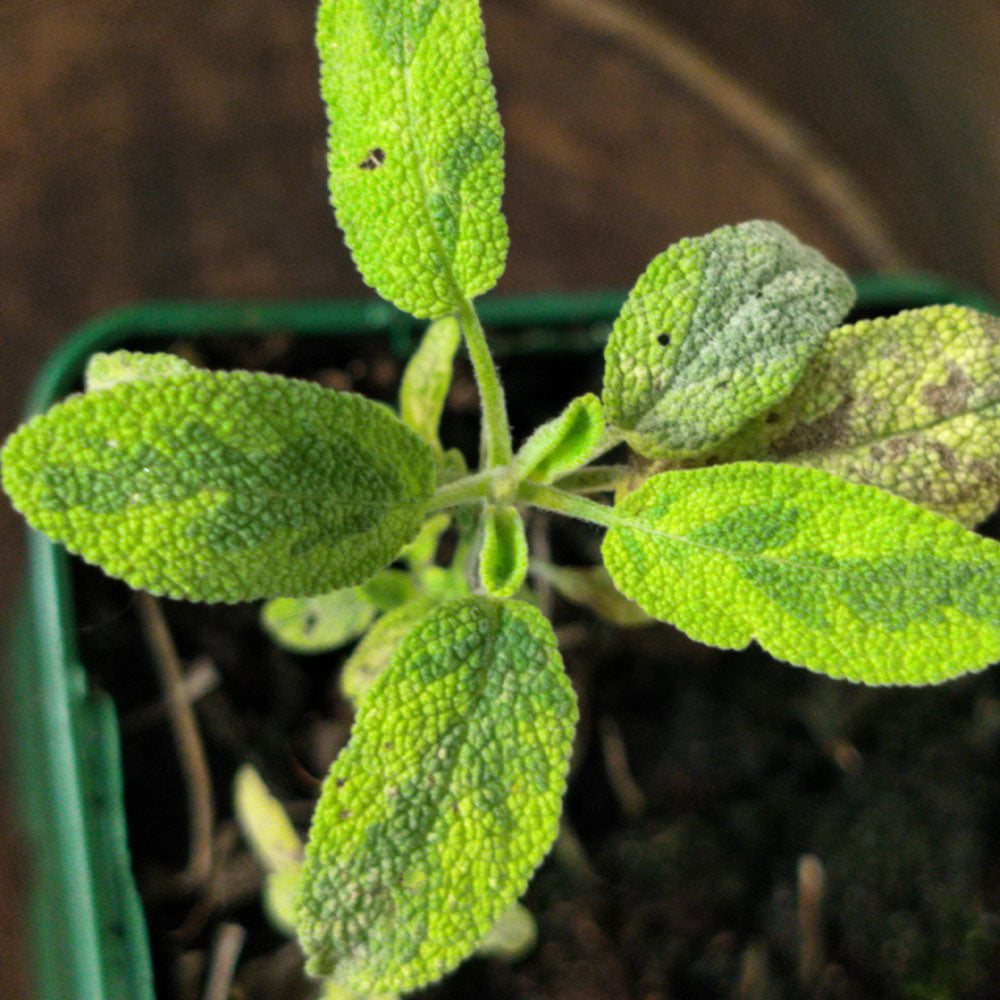 Salvia officinalis 'Icterina' 