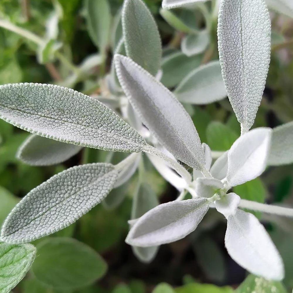 Salvia officinalis sous-espèce. lavandelifolia 