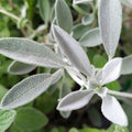 Salvia officinalis sous-espèce. lavandelifolia 