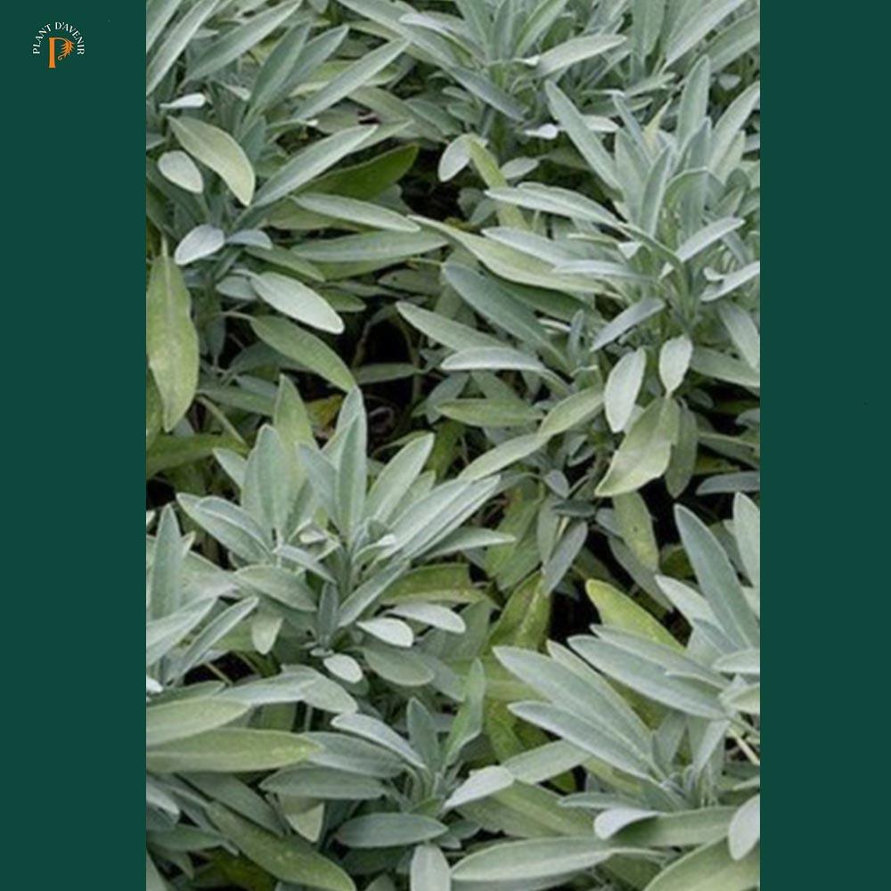 Salvia officinalis sous-espèce. lavandelifolia 