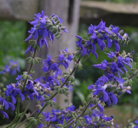 Salvia nutans
