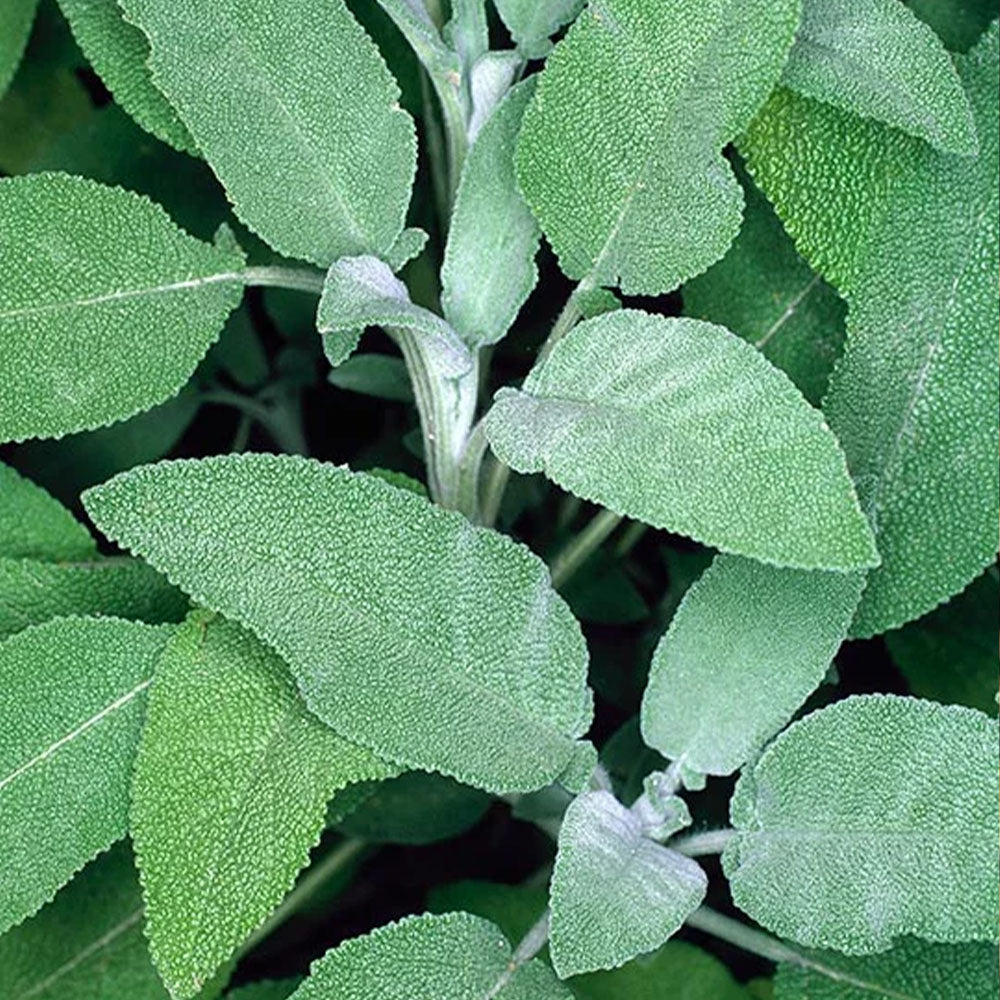 Salvia officinalis