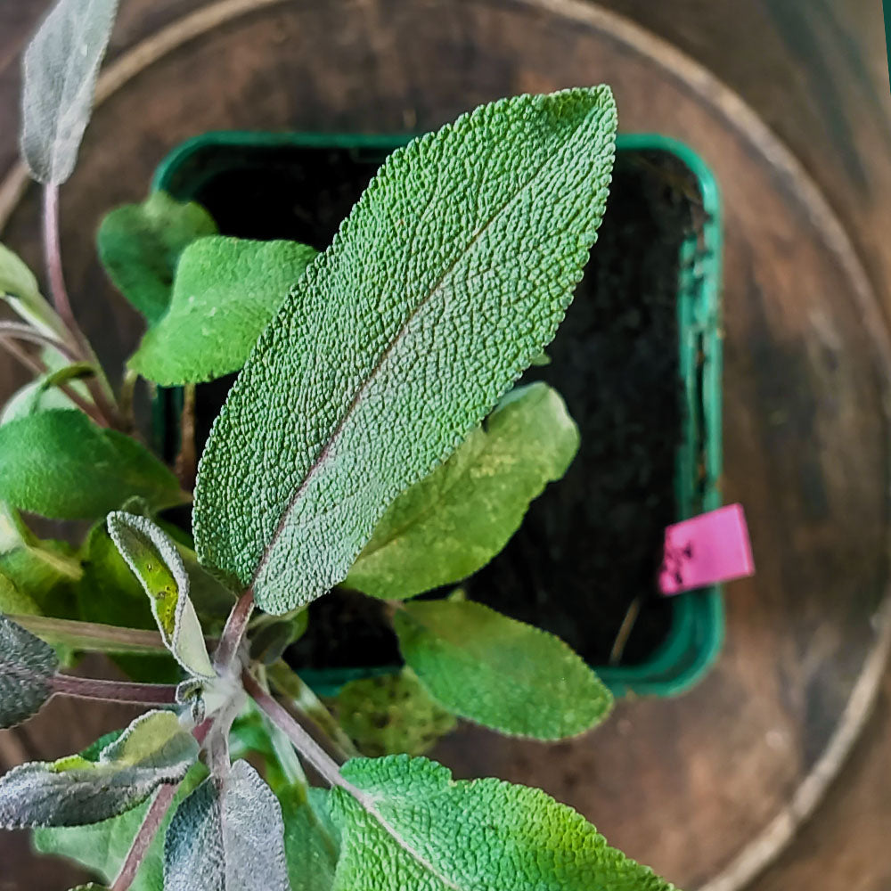 Salvia officinalis Purpurea 