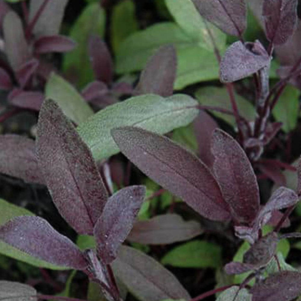 Salvia officinalis Purpurea