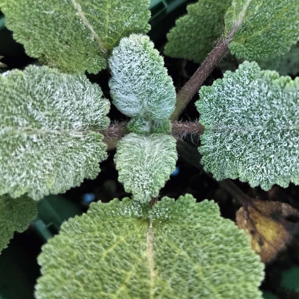 Salvia sclarea - Clary Sage