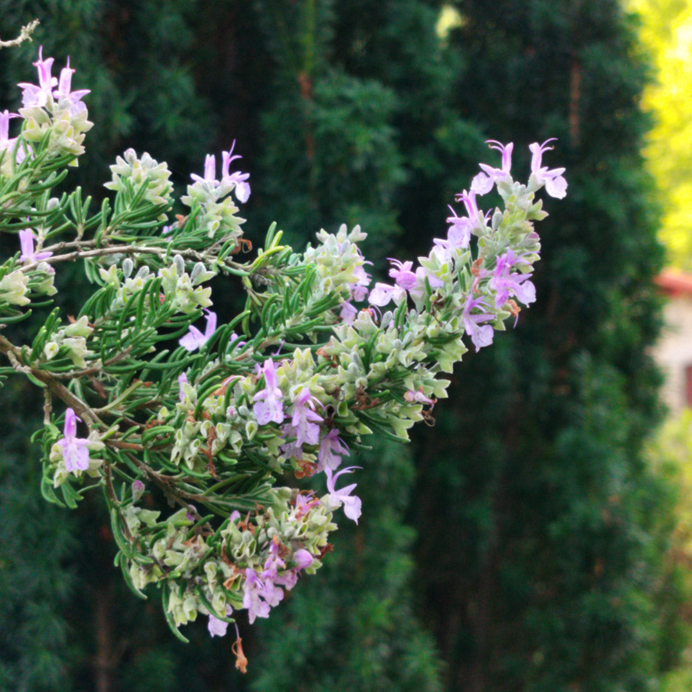 Salvia rosmarinus 'Majorca Pink'