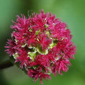 Sanguisorba minor