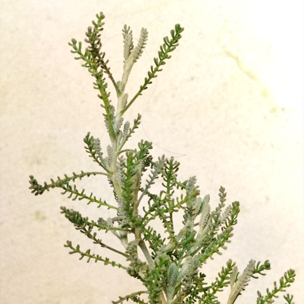 Santoline chamaecyparissus