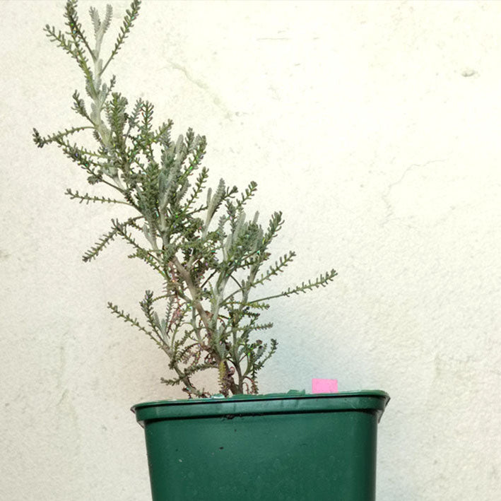 Santoline chamaecyparissus