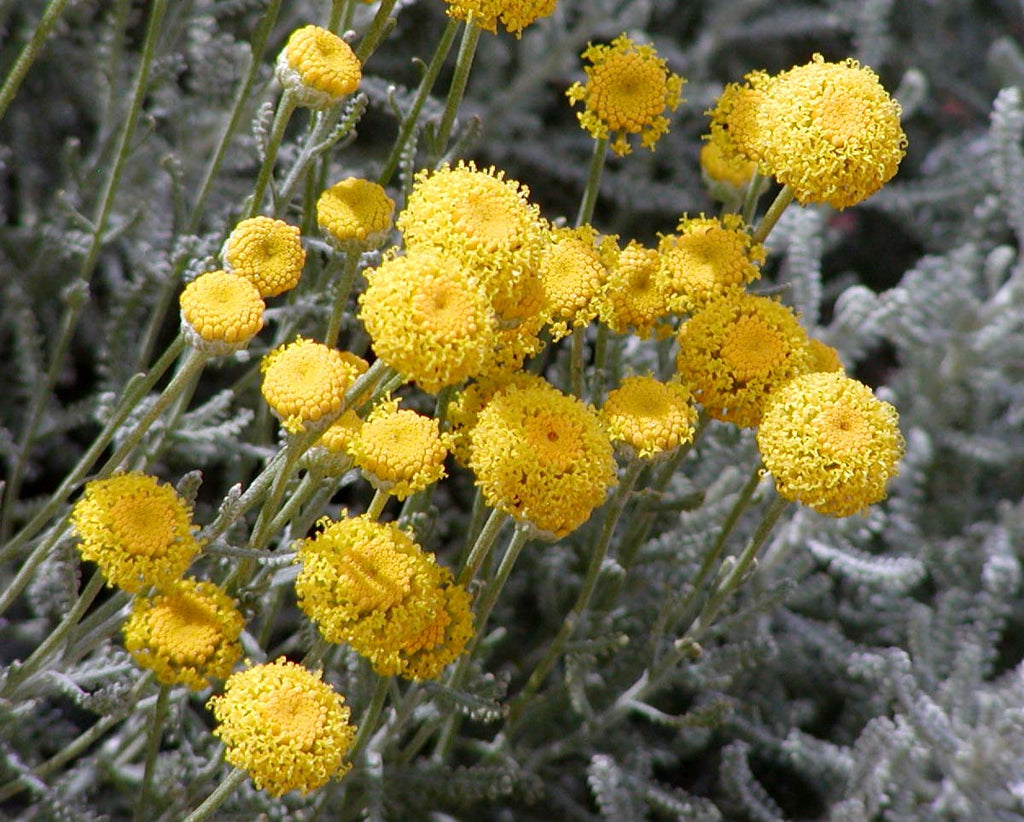 Santoline chamaecyparissus