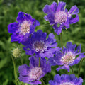Scabiosa caucasica