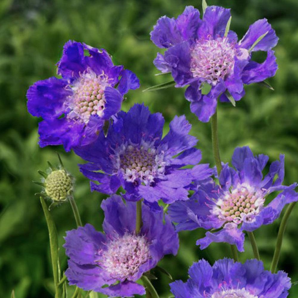 Scabiosa caucasica