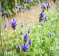 Lavandula multifida 'Torch Blue'