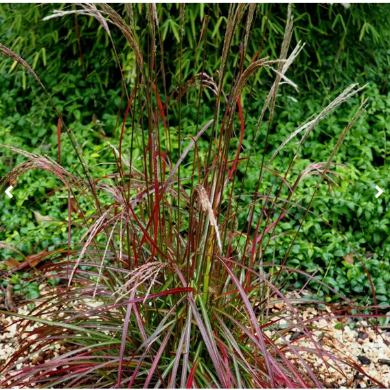 Miscanthus sinensis 'Ruby Cute'