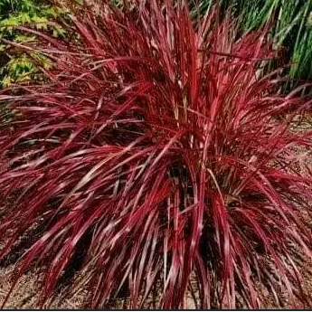 Miscanthus sinensis 'Ruby Cute'