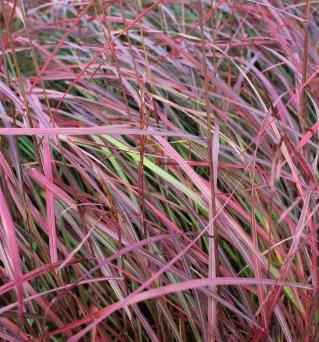Miscanthus sinensis 'Ruby Cute'