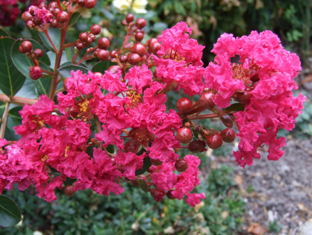 Lagerstroemia indica Rose Fuchsia