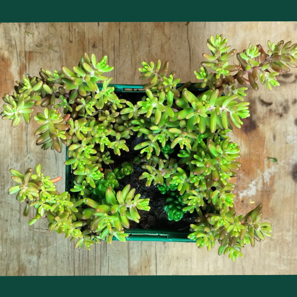 Top view of Sedum album, a succulent with small, plump green leaves, in a square green plastic pot on a wooden surface.