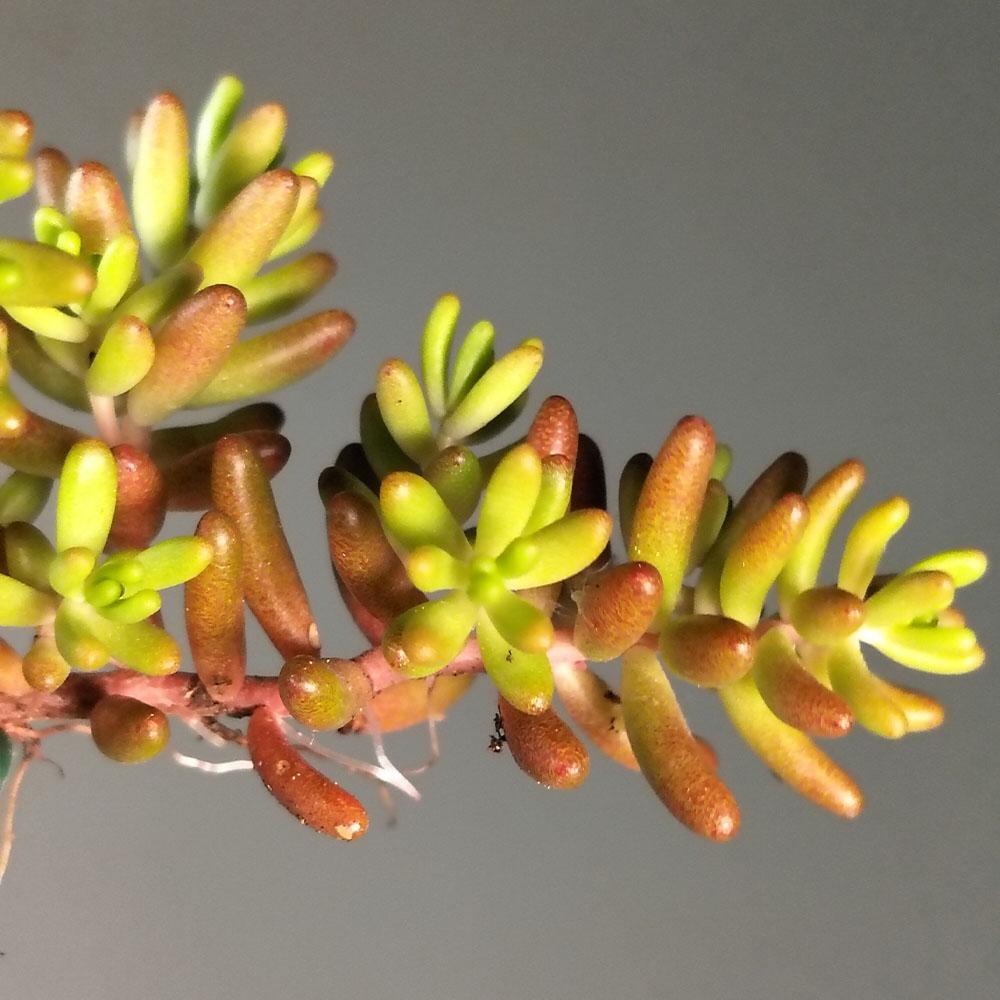 A close-up of Sedum album, a drought-tolerant ground cover succulent with plump, finger-like green leaves tipped with red, set against a plain gray background.