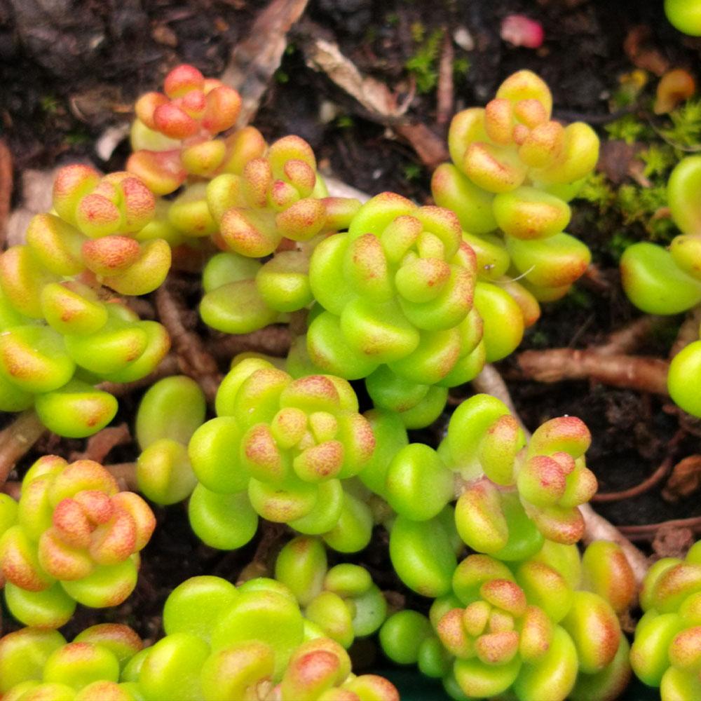 Sedum album is a drought-tolerant ground cover with small, plump green succulent leaves—some pink-tipped—growing in clusters.