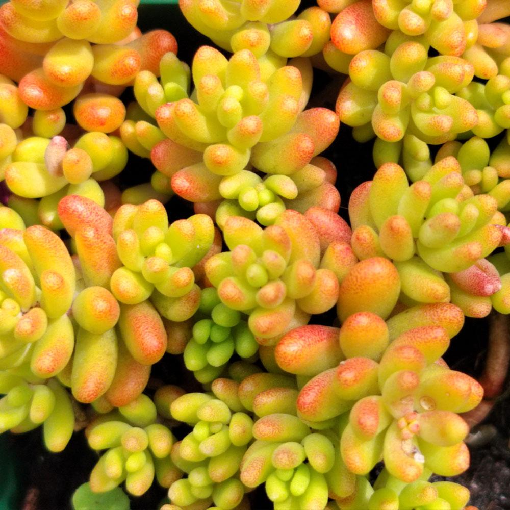 Close-up of Sedum album, a drought-tolerant ground cover with densely packed, plump yellow-green leaves featuring orange-red tips.