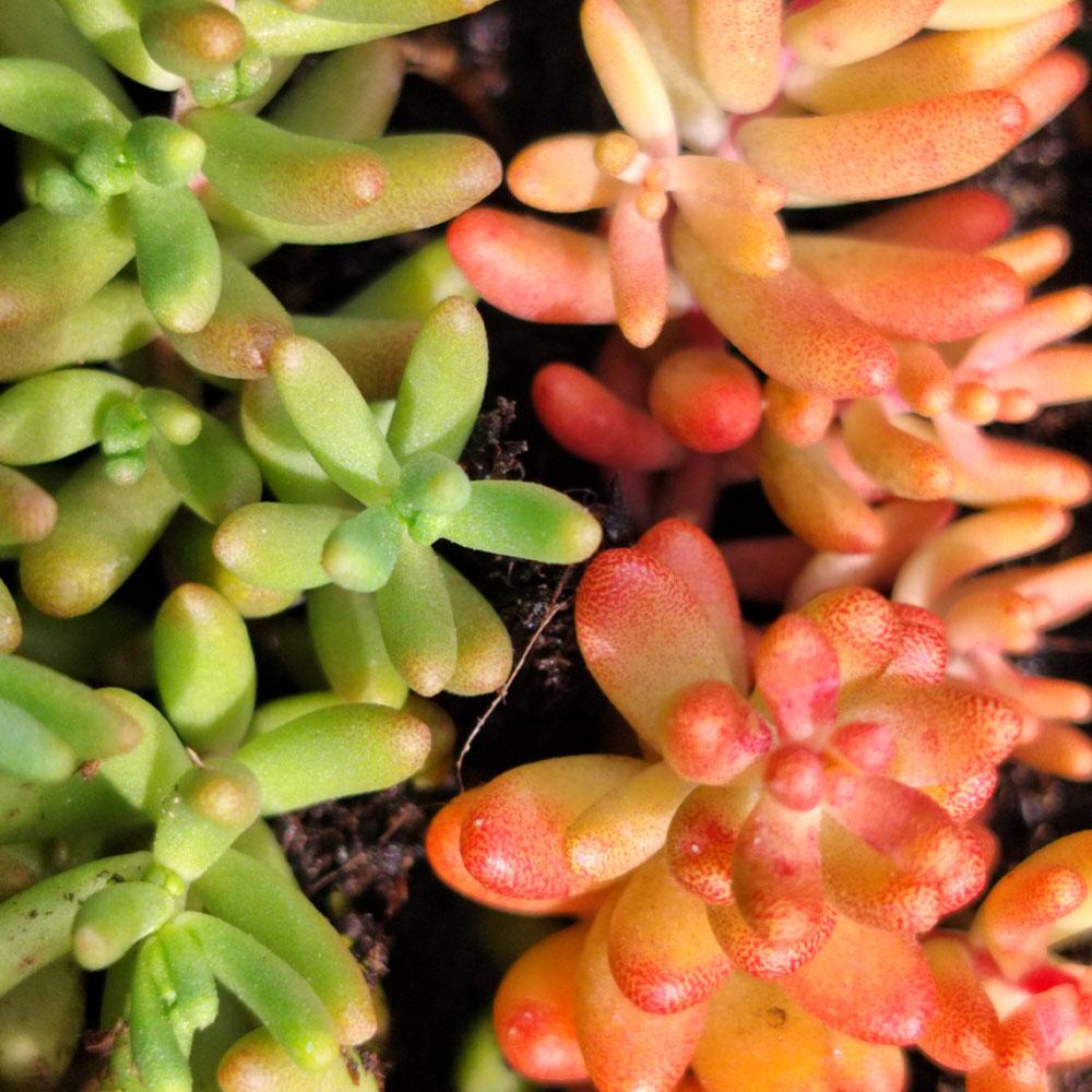 Close-up of Sedum album, a drought-tolerant ground cover with green and orange-red plump leaves in rosette patterns, highlighting both its striking beauty and resilience.