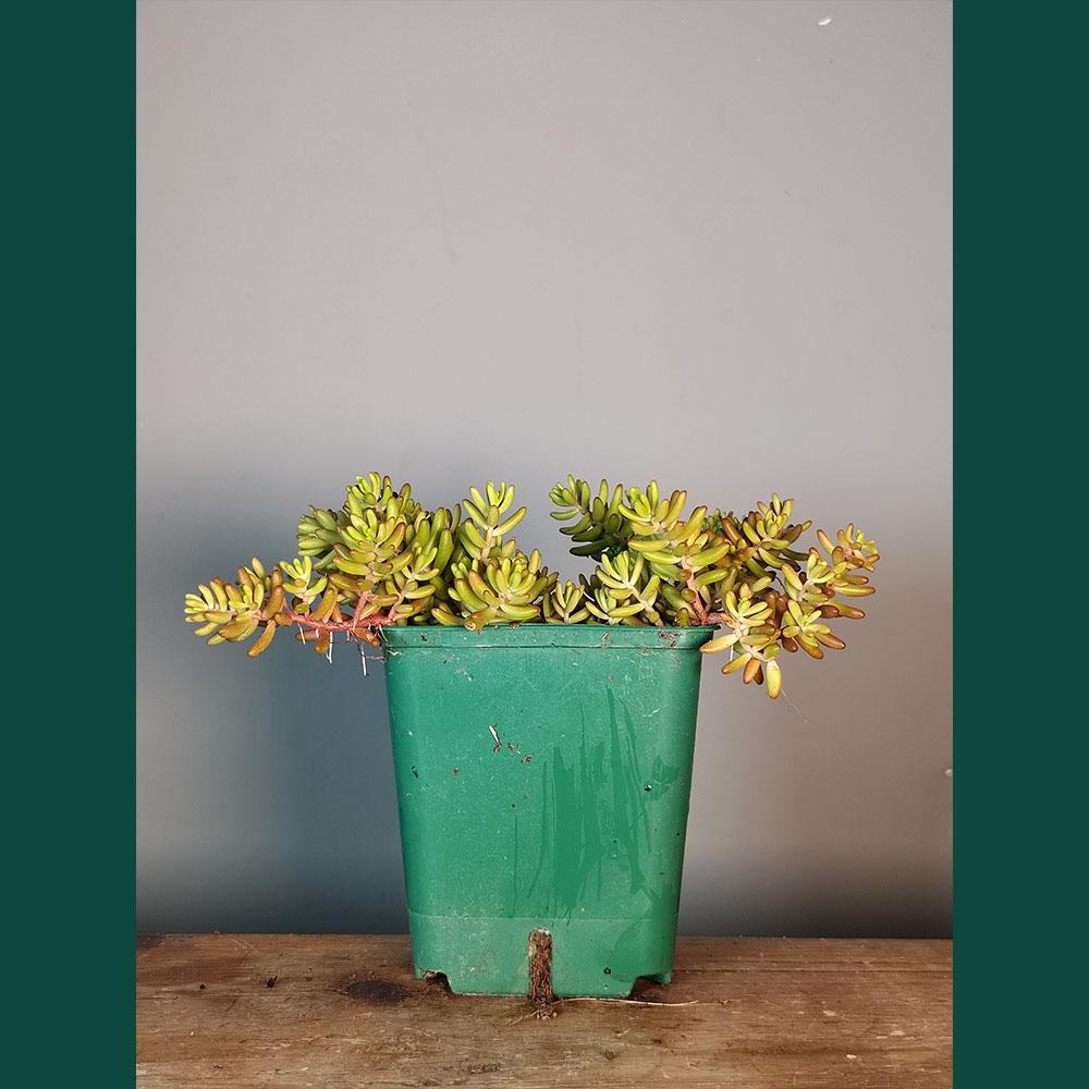 A green plastic pot with a healthy Sedum album sits on a wooden surface against a gray background, highlighting the succulent’s drought-tolerant ground cover qualities.
