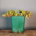Sedum album