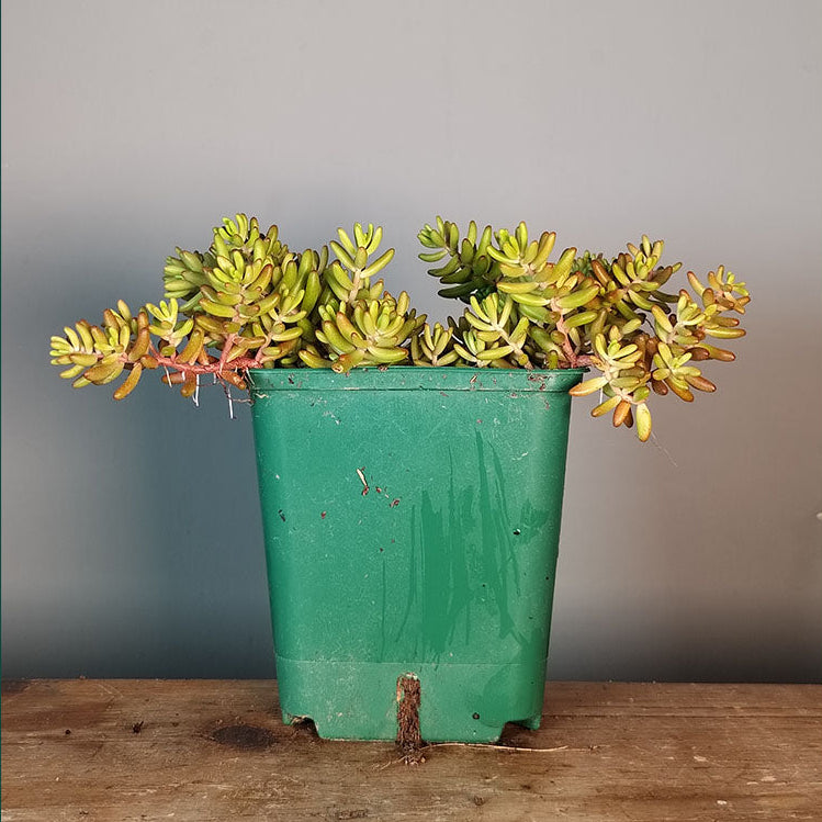 album de Sedum 