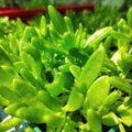 Delosperma nubigenum